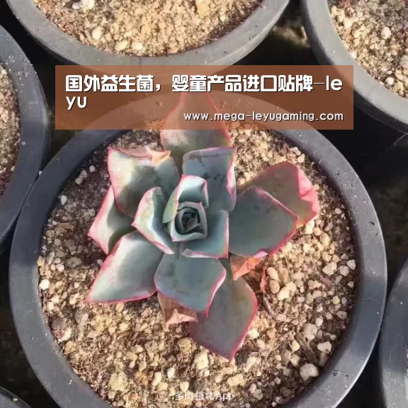 国外益生菌,婴童产品进口贴牌-leyu(图1) 乐鱼app手机版下载