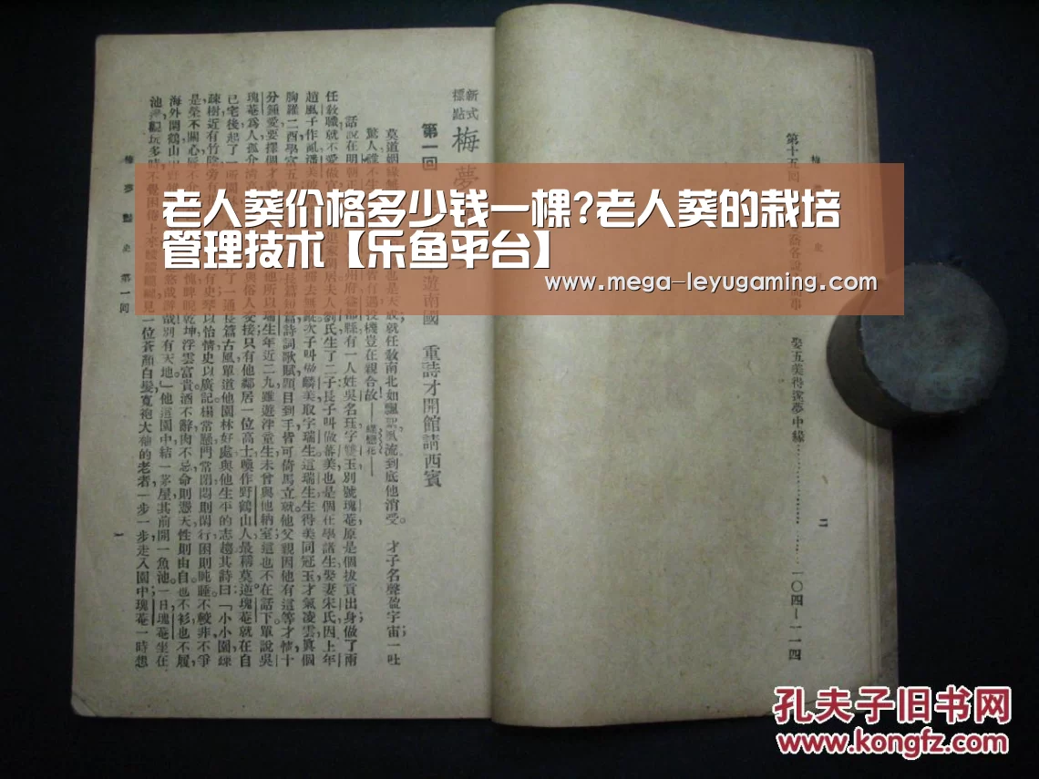 老人葵价格多少钱一棵?老人葵的栽培管理技术【乐鱼平台】(图2) 体育娱乐