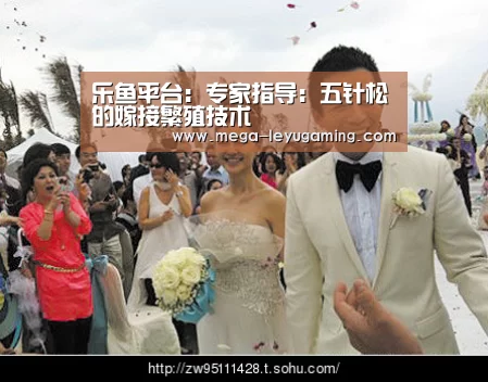 乐鱼平台:专家指导:五针松的嫁接繁殖技术(图2) 乐鱼平台:专家指导:五针松的嫁接繁殖技术(图2)